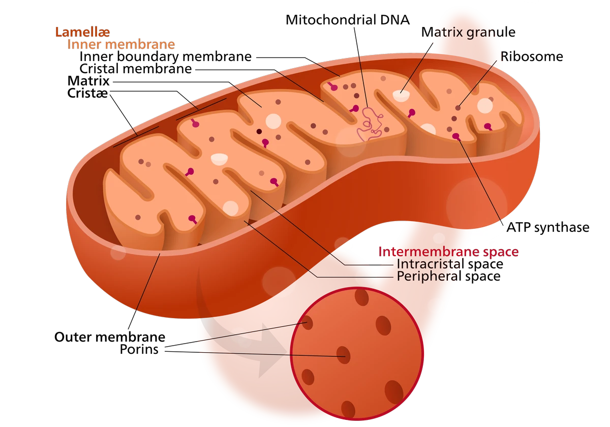 Struktura mitochondrie